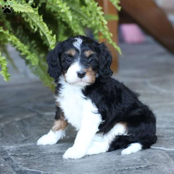 Saylor, Cavapoo Puppy